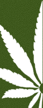http://images.ganjawars.ru/img/index/leaf_right_top.gif